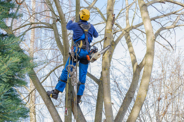 Best Hedge Trimming  in Stigler, OK