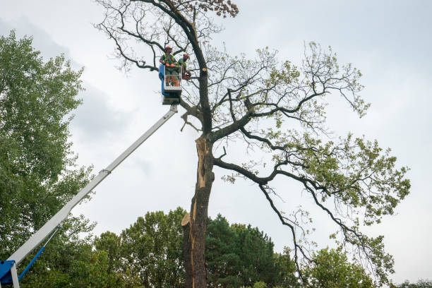 Best Tree and Shrub Care  in Stigler, OK