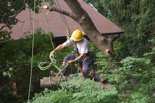 Best Commercial Tree Services  in Stigler, OK