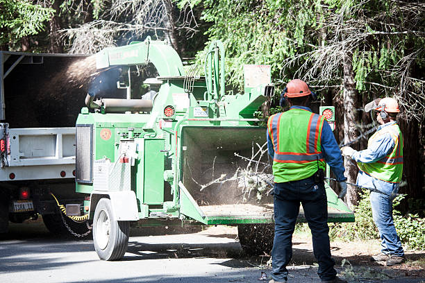 Best Palm Tree Trimming  in Stigler, OK